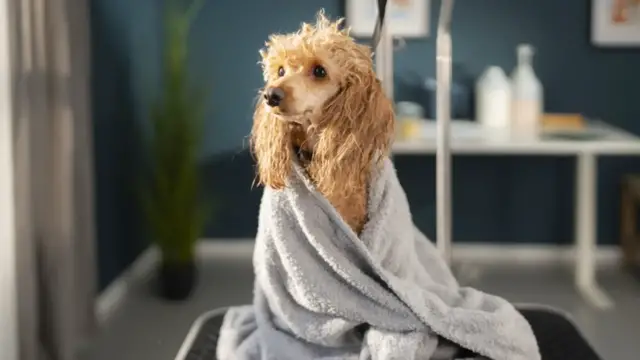 Video thumbnail for Questions Every Dog Owner Should Ask A Groomer Before Booking