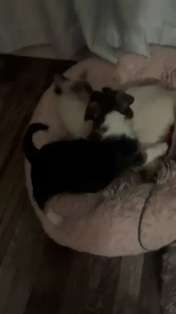 Video thumbnail for Snickers and Tulip again