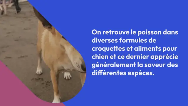 Video thumbnail for Puis-je donner du thon à mon chien ?  On retrouve le poisson dans diverses formules de croquettes et aliments pour chien et ce dernier apprécie généralement la saveur des différentes espèces.