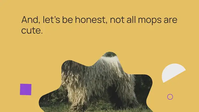 Video thumbnail for 15 Dogs That Look Like Mops (With Pictures!)