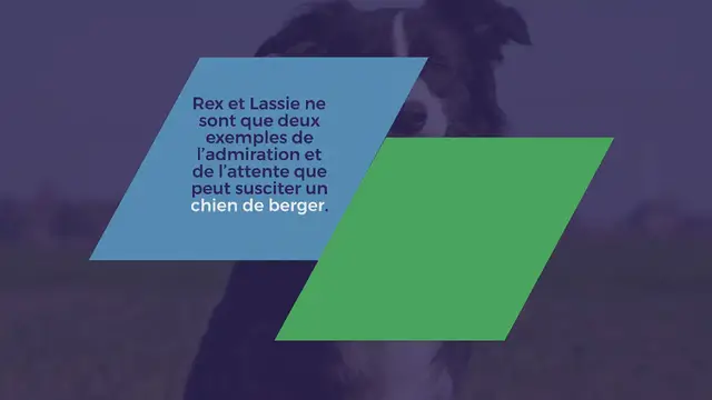 Video thumbnail for 20 races de chiens de berger (avec des photos !)