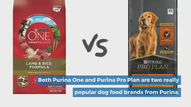 Video thumbnail for Purina One vs Pro Plan: which one should you choose?