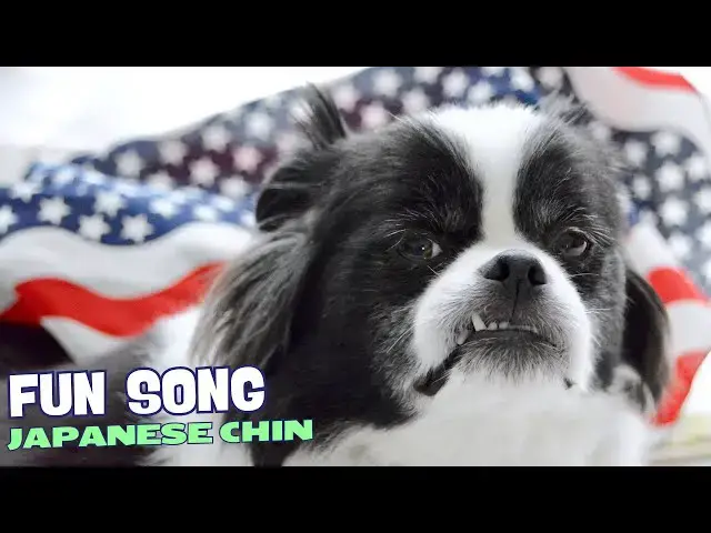 Video thumbnail for 👑🐾 Tiny Emperor – Fun Song About the Japanese Chin 🎶🐕