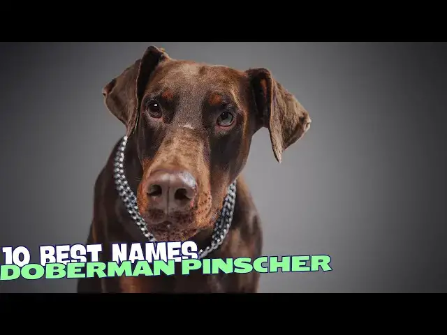 Video thumbnail for 10 Best Names for Doberman Pinschers! πΆ