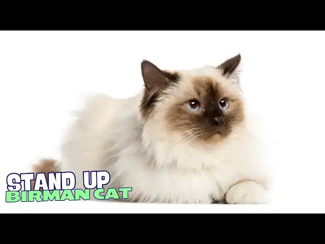 Video thumbnail for 10 Reasons Why You Should NEVER Own a Birman Cat! 🐾