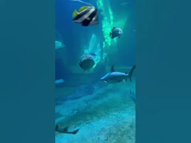 Video thumbnail for Adorable Stingrays😍😘🥰#shorts