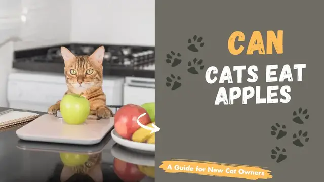 Video thumbnail for Can Cats Eat Apples? Safe Fruits List