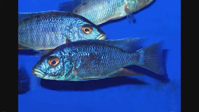 'Video thumbnail for Blue Freshwater Fish'