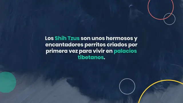 Video thumbnail for Todos los colores del Shih Tzu explicados (¡con fotos!)