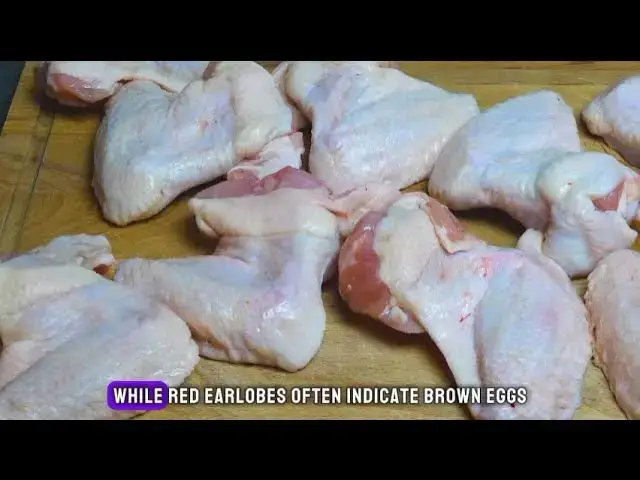Video thumbnail for Feathered Wonders: 10 Captivating Chicken Chronicles