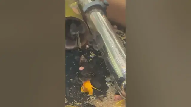 Video thumbnail for Baby Ramshorn snail riding rabbit snail. No snails were harmed in the making of this video