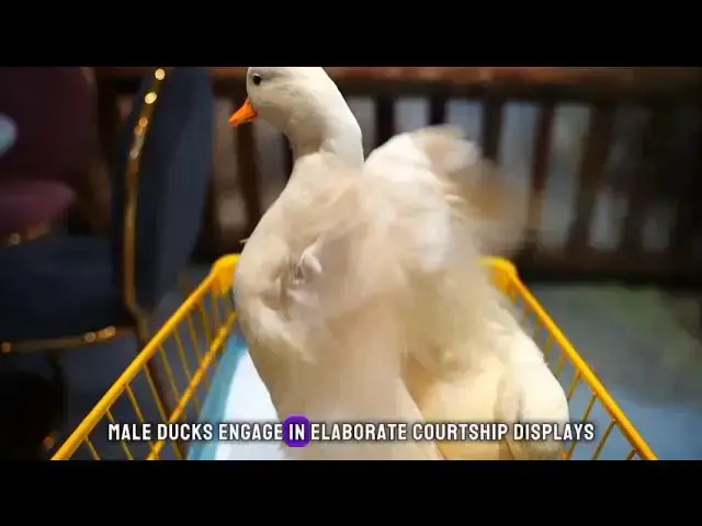 Video thumbnail for Duck Wonders Unveiled