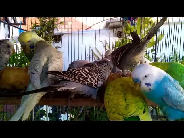 Video thumbnail for 【完全保存版】セキセイインコが幸せになる瞬間集