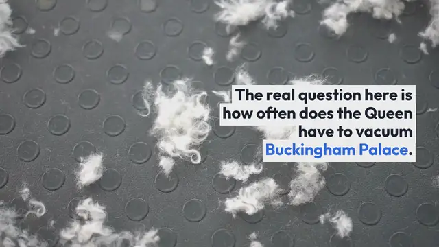 Video thumbnail for Do Welsh and Pembroke Corgis Shed?