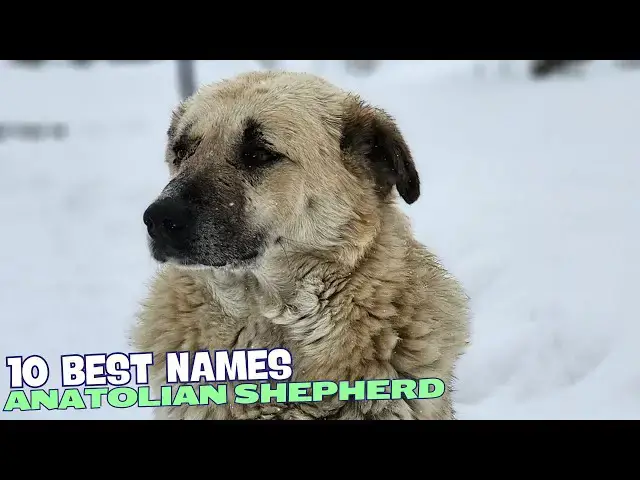 Video thumbnail for 🐾 10 Best Names for Anatolian Shepherds 🐕