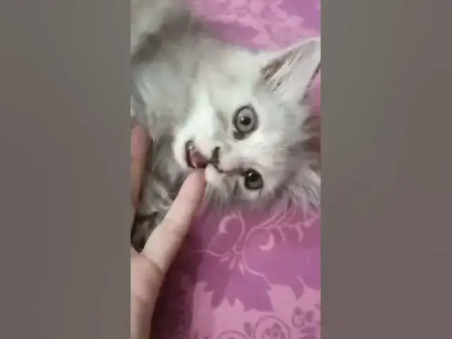 Video thumbnail for cute kitten. (balong ) ki shararatain