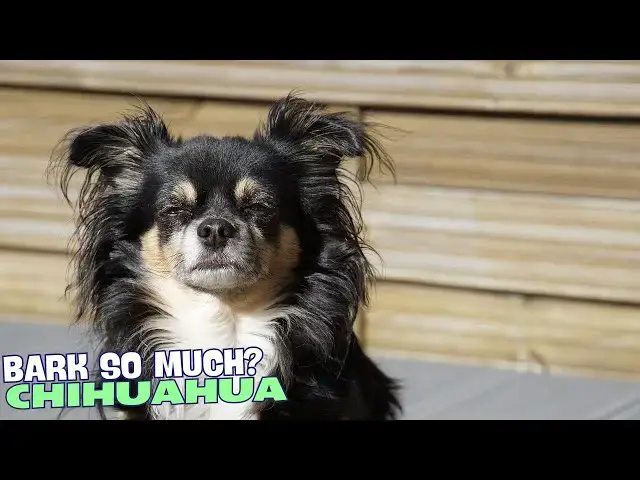 Video thumbnail for 🐕 Why Do Chihuahuas Bark So Much? 🐾🔊