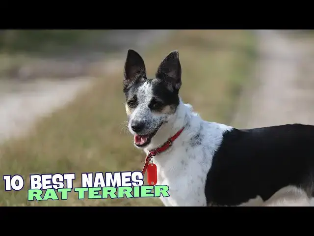 Video thumbnail for 🐾 10 Best Names for Rat Terriers 🐕