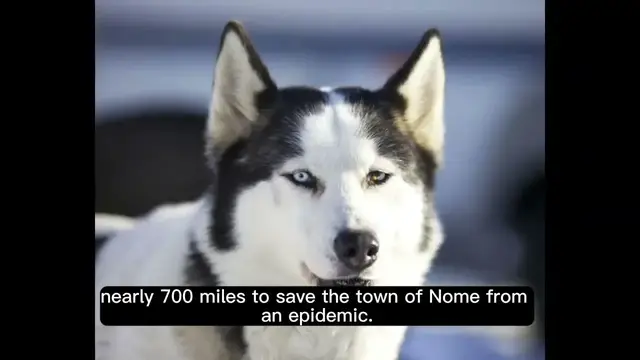 'Video thumbnail for History of Siberian Husky'