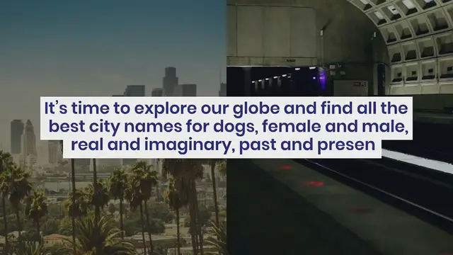 Video thumbnail for 300 City Dog Names For Your Cosmopolitan Canine