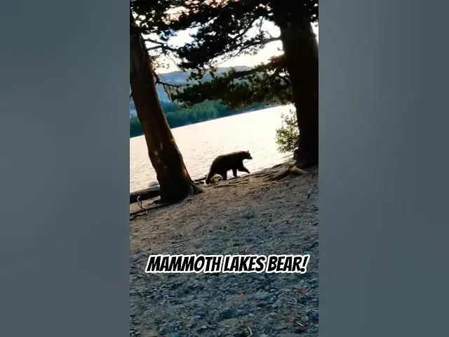 Video thumbnail for Big Bear in Mammoth Lakes! 🧸