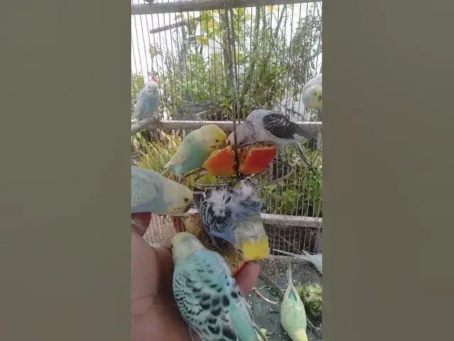 Video thumbnail for 🛍️日本で話題の可愛いインコ用品🐦✨ #おすすめ 🛍️