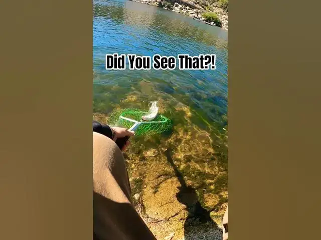 'Video thumbnail for Hooking Into some FIGHTERS! #Fishingtrip'