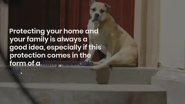 Video thumbnail for 20 amazing guard dogs (with pictures!)