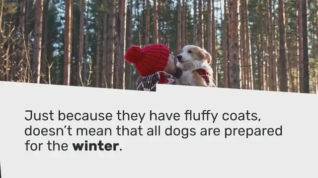 Video thumbnail for 10 tips to protect dogs in winter