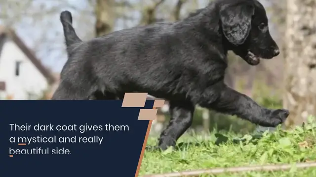 Video thumbnail for 150+ black dog names (by category!)