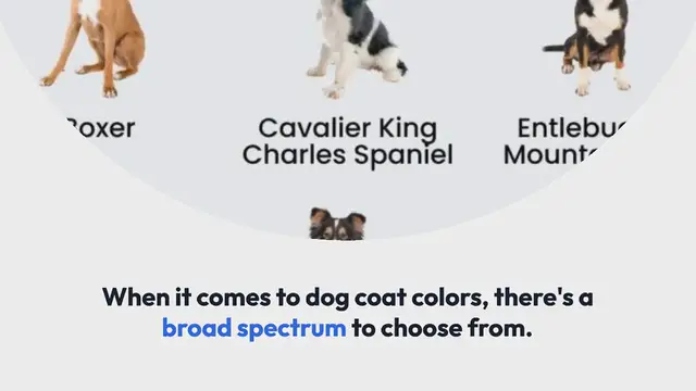 Video thumbnail for 15 Black Brown and White Dogs (With Pictures!)