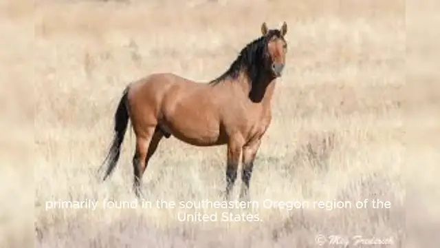 Video thumbnail for Kiger Mustang Horse