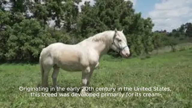 Video thumbnail for American Cream Draft Horse