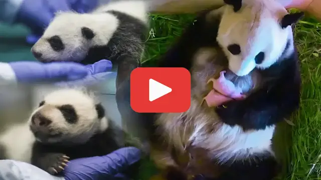 Video thumbnail for Vet’s Jaw Drops as First-Time Panda Mom Reveals Her Newborn Cub