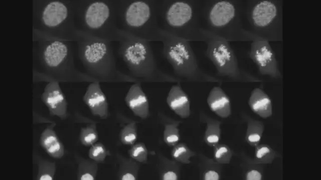 Video thumbnail for Explorando la Mitosis: La División Celular Fundamental