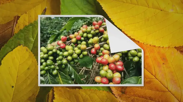 Video thumbnail for 10 Best Things To Buy in Vietnam