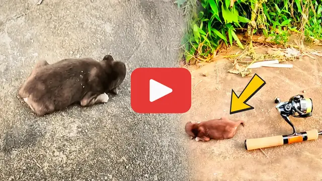 Video thumbnail for Abandoned Puppy Left for Dead—The Shocking Moment an Angler Stepped In
