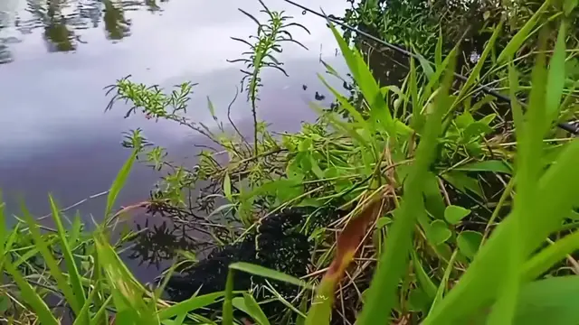 Video thumbnail for MANTAP BRO! STRIKE NILA JENIS LANGKA WARNA DAN SIRIPNYA BEDA KAYA IKAN HIAS