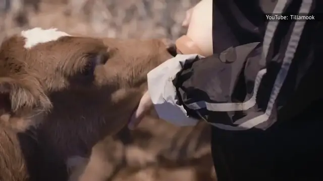 Video thumbnail for The Untold Truth Of Tillamook