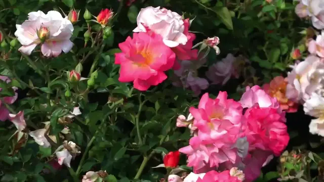 'Video thumbnail for 50 Most Beautiful Flowers in The World You Must Know About'