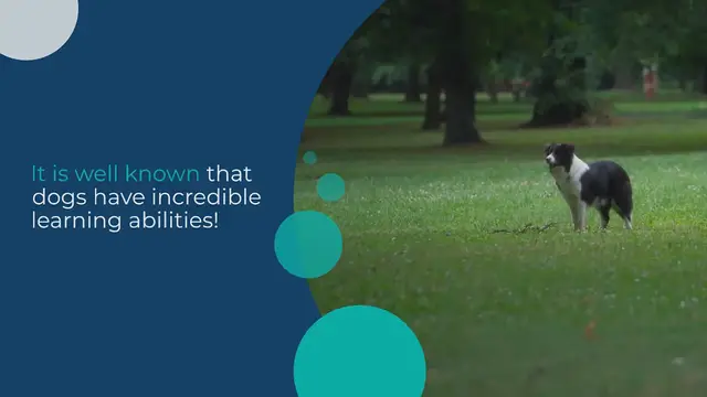 Video thumbnail for How to teach a dog to stand on command?