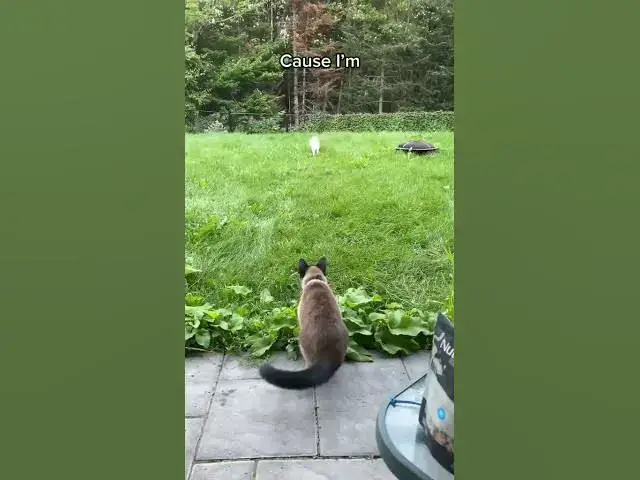 Video thumbnail for Understanding Cannabidiol (CBD) and Hemp Oil: A Guide to Natural Health #cbdlife