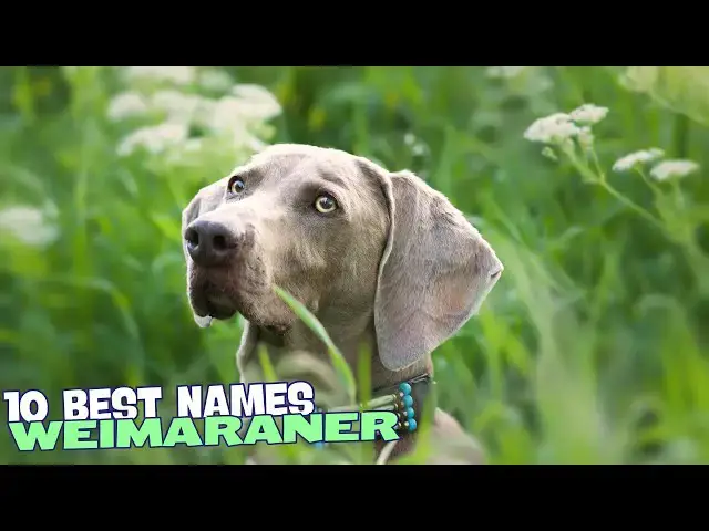 Video thumbnail for 10 Best Names for Weimaraners! 🐶