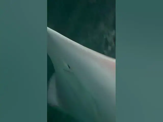 Video thumbnail for Adorable underwater world😍😘🥰#shorts