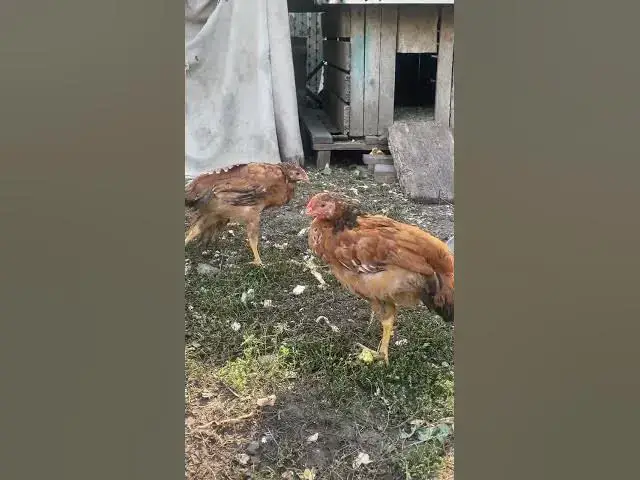 Video thumbnail for Adorable chickens😍😘🥰#shorts