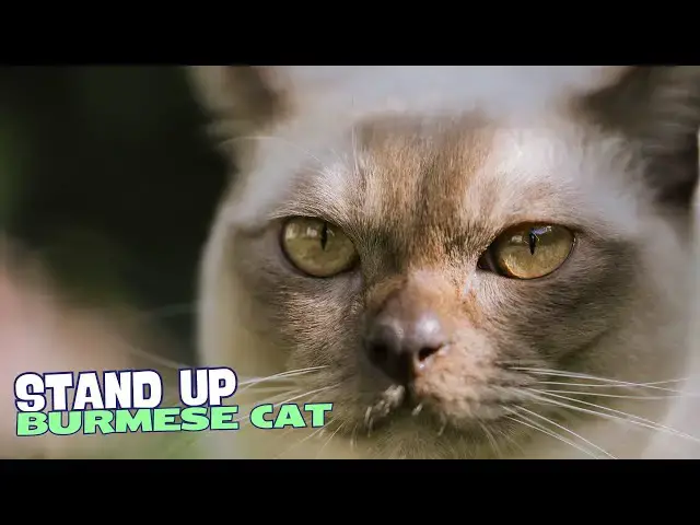 Video thumbnail for 10 Reasons Why You Should NEVER Own a Burmese Cat! 🐱
