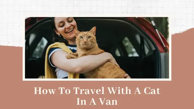 Video thumbnail for How To Travel With A Cat In A Van?