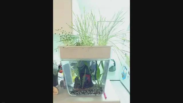 'Video thumbnail for Changing Water for Betta Fish'
