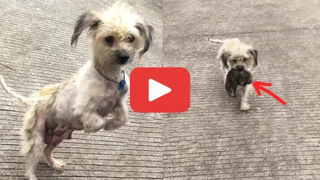 Video thumbnail for She Was Broken and Alone—But Her Fight for Her Puppy Stunned Everyone