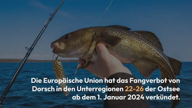 Video thumbnail for Angeln auf Dorsch in der Ostsee ab 2024 verboten